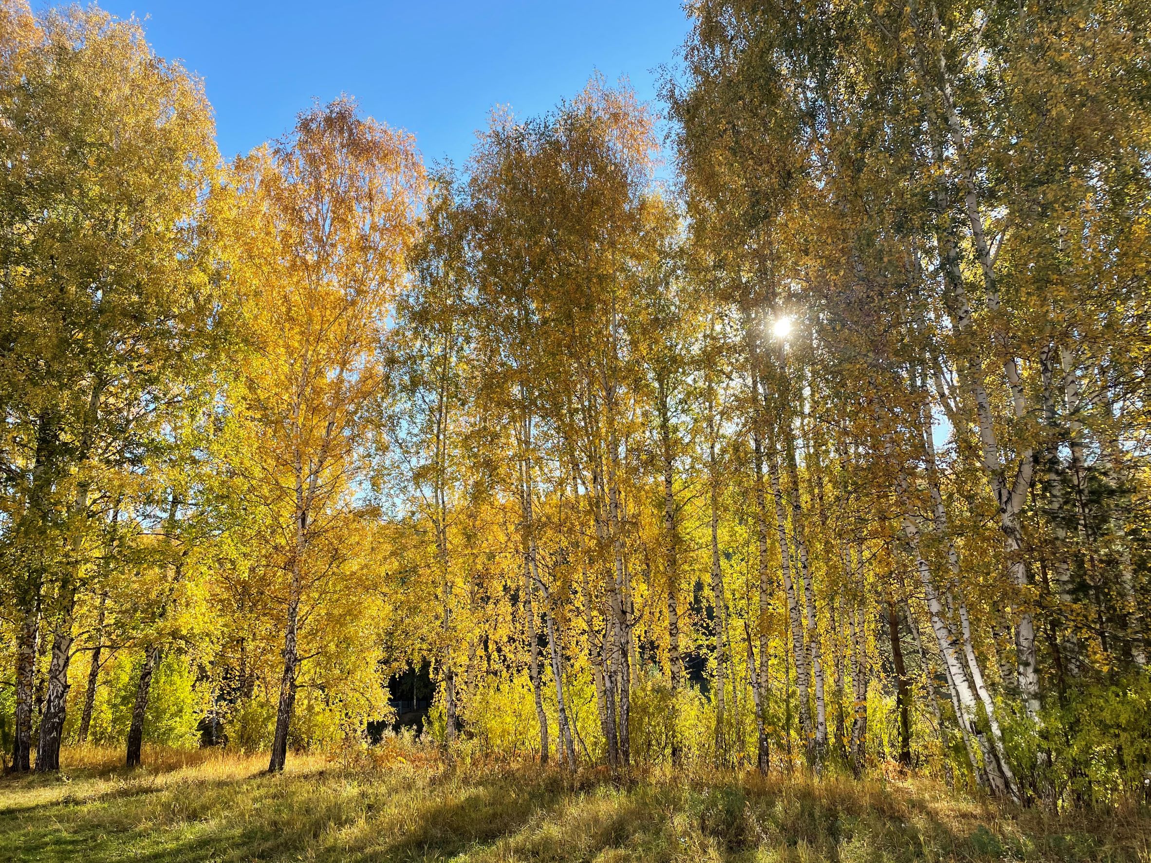 IMG_9536_1.jpg IMG_9536_1.jpg